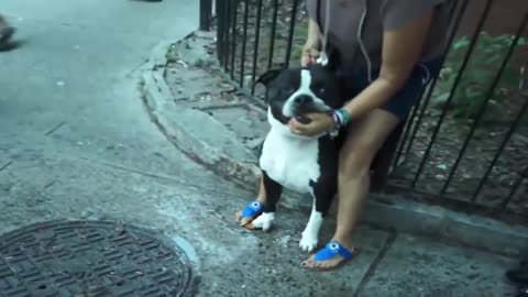 Pitbull attack dogs compilation. #pitbull attack dogs