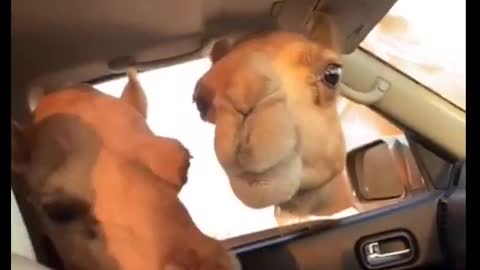 Cheeky camel sticks its head into car for food 💀