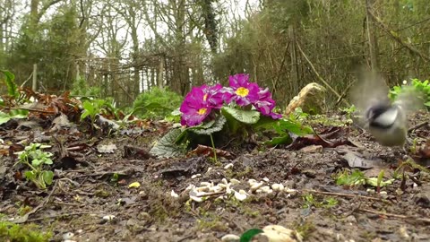 Video for Cats to Watch Squirrels and Birds Extravaganza