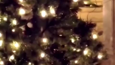 ■ FUNNY VIDEO ||CAT ATTACK CHRISTMAS TREE....! PART 3 ||FIGHT CAT VS CHRISTMAS TREE