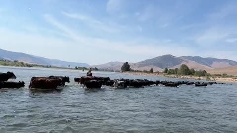 pushing our herd across the flathead river