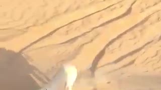 Arabian dogs Hunting deer in desert