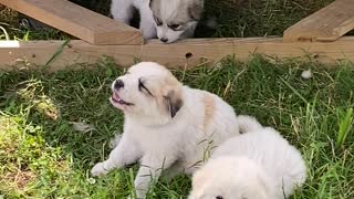 Great Paraynese puppies in training