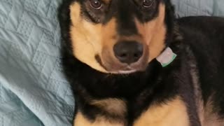 Smart puppy loves to give handshakes and high fives to his mama