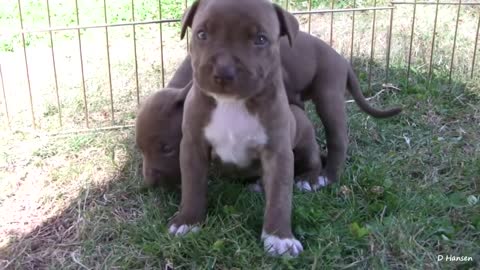 Pit Bull Growls and Snaps at Her Puppies! (in HD)