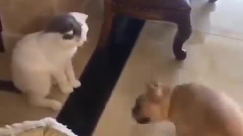 Funny cat