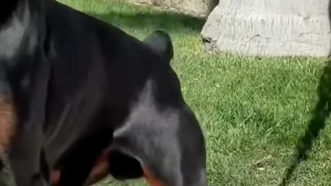 Venom the Doberman