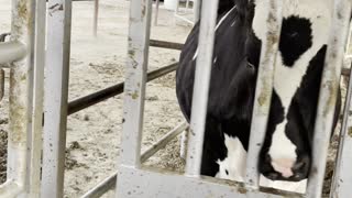 Cute Cow Has Fun with Sliding Door