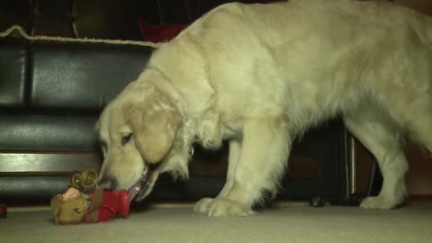 Golden Retriever play with monkey XD