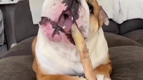 Do you love this eating bulldog?