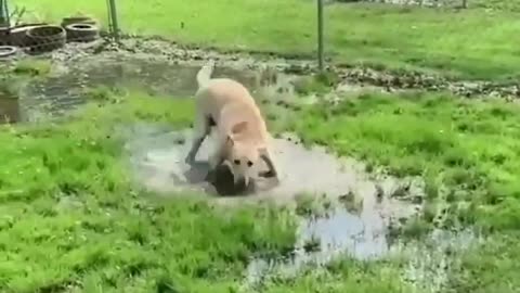 funny dog dancing in a garden