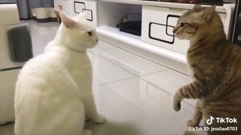 Cats talking speak english