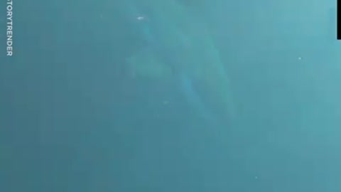 Stranded diver gets attacked by a great white shark