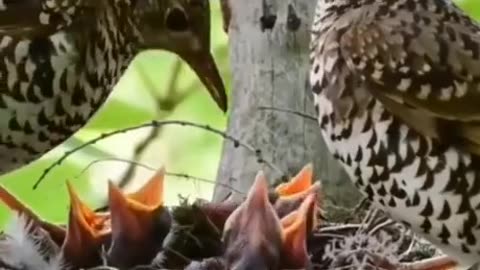 Bird Feeding Her Babies #shorts #shortvideo #video #virals #videoviral