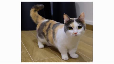 Everything you need to know about Munchkin Cats!