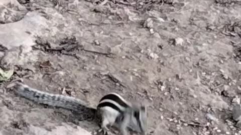 Cute Squirrel Video By Kingdom Of Awais