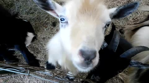 Goats hamming it up for the camera