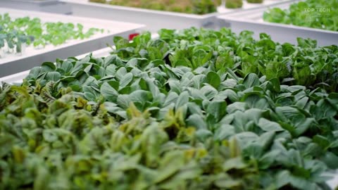 Future Farming - 5 Vertical Farms Run by AI and Robots