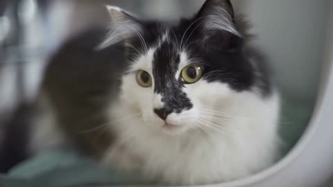 beautiful loving black and white cat. Close up shot