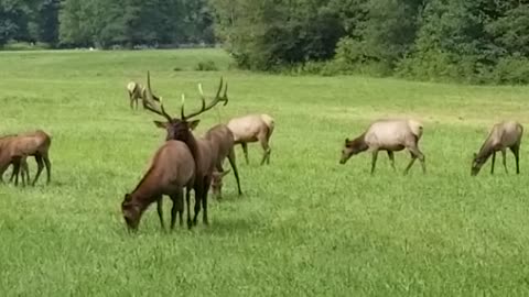 Elk bugling in the Great Smoky Mountains