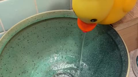 The duck handle with water