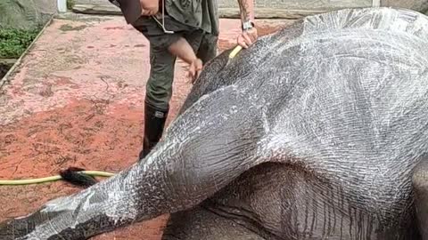 Elephant enjoying a comfortable bath 3