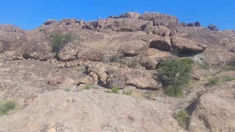 Barbary / Aoudad sheep invasion