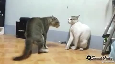 Cats solo fight