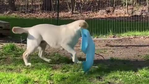 WHAT ARE YOU DOING BUDDY? - LABRADOR RETRIEVER - BUDDY #2 VIDEO!