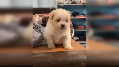 Baby Dogs - Cute and Funny Dog Videos Compilation #03