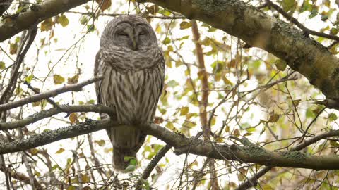 Barred Owl serene and drowsy.