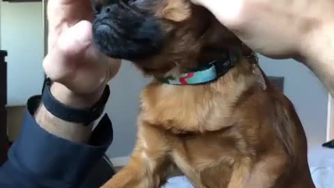 Head massage, let the dog indulge in the master's exquisite technique