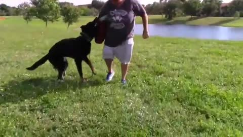 train your dog to be aggressive