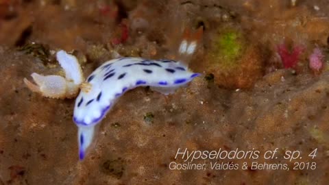 Can slugs have incredible beauty?