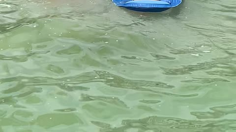 Golden Retriever Tows His Aunt to Shore