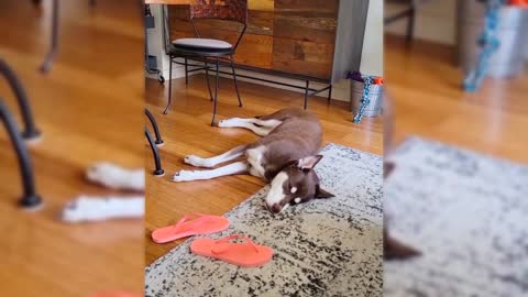 Funny husky videos