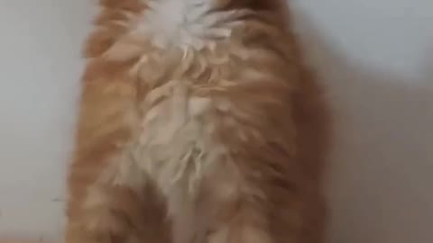 funny orange cat