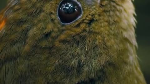 Video Goes Viral: This Bird Can Accurately Recreate the Sound of Children Playing