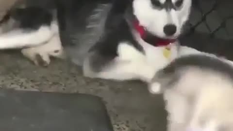 Funny little baby dog