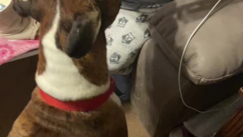 Bentley the Boxer eats ice cream