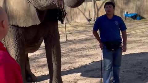 Hand feeding Elephants with my amazing wife!