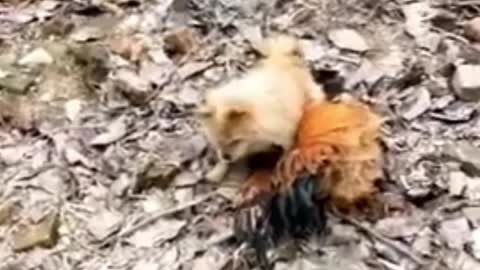 Funny Dog vs Chicken Fight