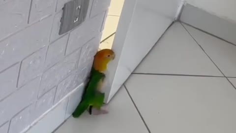 Funny parrot 🐦🐦🐦 . it's tiny space.so cute, sooo funny😅😅😅