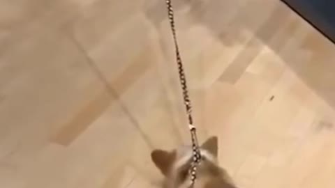 Corgi gets bored of walking