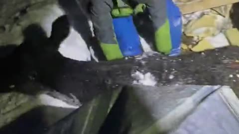 Saving Cows After Snow Causes Roof to Collapse