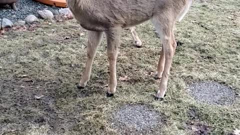 Friendly Deer Enjoys Oatmeal Cookies