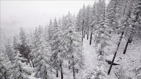 flight above winter forest on the north aerial view