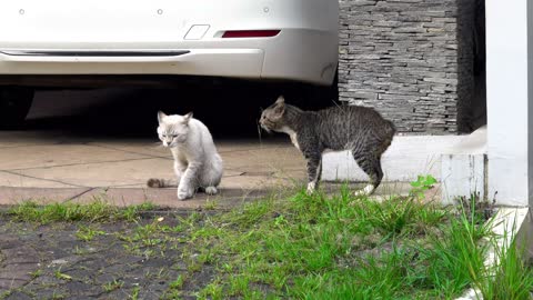 Watch the cats fight furiously