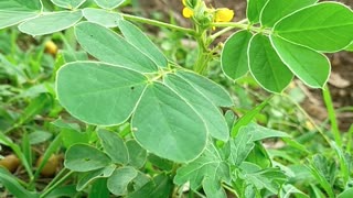 A natureza é bela mesmo