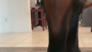 Doberman Howl